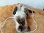 Immagine 4
