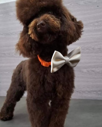 Stallone barbone nano chocolate