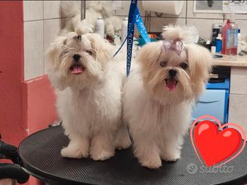 Cuccioli Maltese pedigree 100 % coreano
