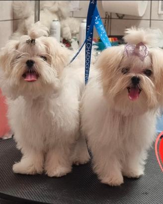 Cuccioli Maltese pedigree 100 % coreano