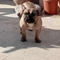 Bulldog francese pedigree ENCI monta