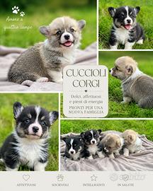Corgi maschi