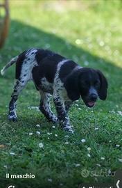 Maschio Breton