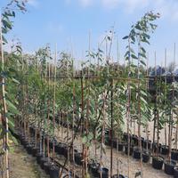 Piante di eucalyptus