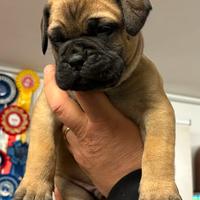Bullmastiff cucciolo