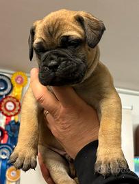 Bullmastiff cucciolo