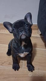 Bulldog francese femminuccia di 2 mesi