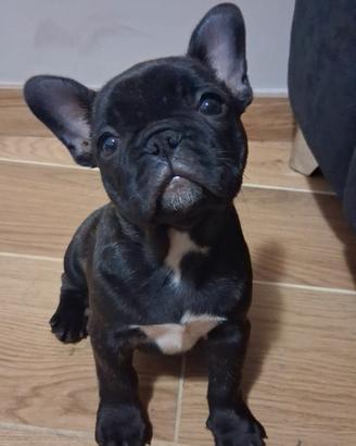 Bulldog francese femminuccia di 2 mesi