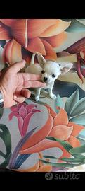 Chiwawa Toy Total White