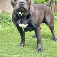 Accoppiamento cani
