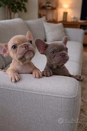 Cuccioli bulldog francese esotici