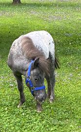 Mini pony appaloosa - miniature horse