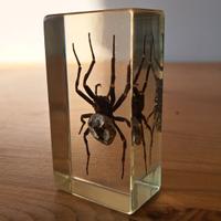 Ragno giapponese in resina