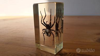 Ragno giapponese in resina