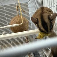 Petauro dello zucchero maschio