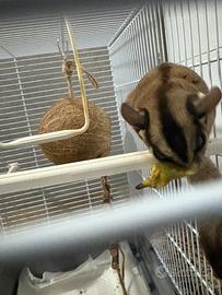 Petauro dello zucchero maschio