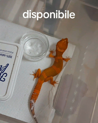 Geco leopardino