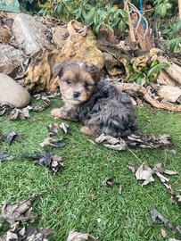 Yorkshire cuccioli