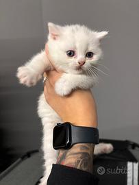 Cuccioli British shorthair