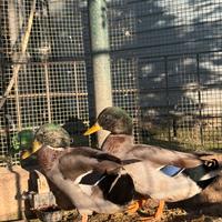 Germani reali maschi