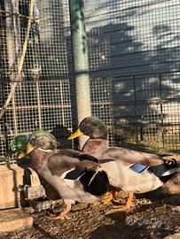 Germani reali maschi