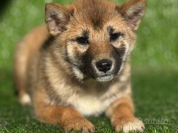 Shiba Inu