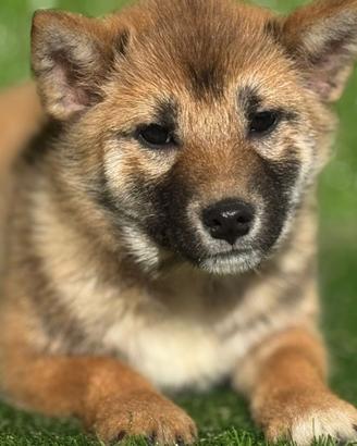 Shiba Inu