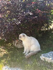 Gattino Scottish fold