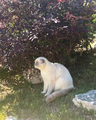 Gattino Scottish fold