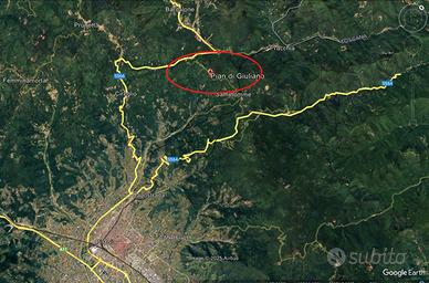 Bosco con appostamento di caccia al colombaccio