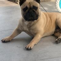 Stallone Bulldog francese