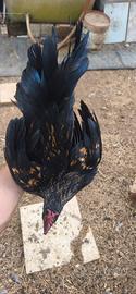 Galletto incrocio Ayam Cemani