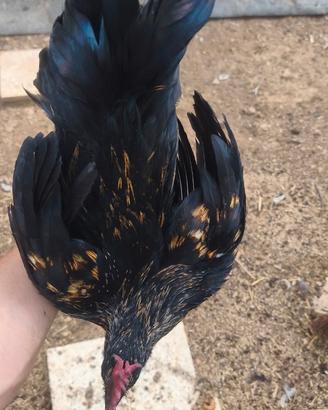 Galletto incrocio Ayam Cemani