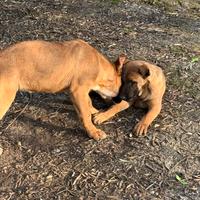 Disponibili cuccioli