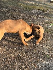 Disponibili cuccioli