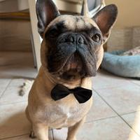 Bulldog francese per monta