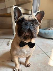 Bulldog francese per monta