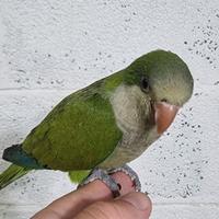 Pullo di parrocchetto Monaco svezzato