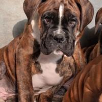 Boxer cuccioli