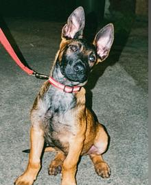 Pastore belga Malinois