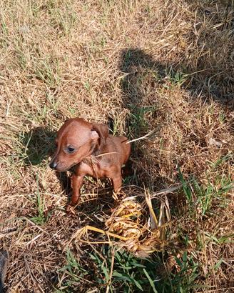 cucciolo pinscher