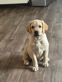 Labrador cucciola