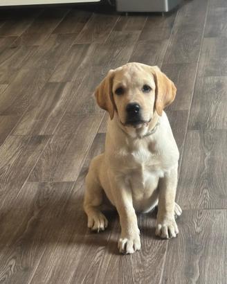 Labrador cucciola