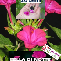 20 SEMI Bella di Notte color MAGENTA (Mirabilis)