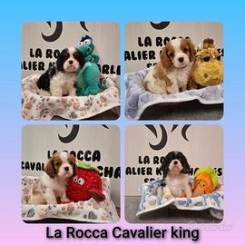 Cavalier king con Pedigree Enci e certificazioni