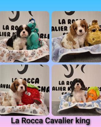 Cavalier king con Pedigree Enci e certificazioni