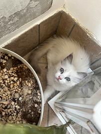 Cucciola Ragdoll