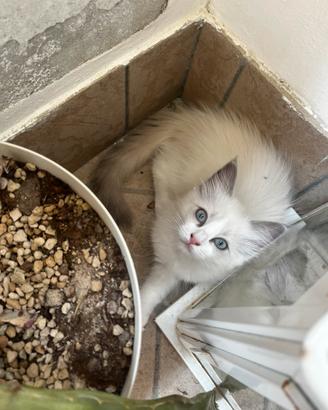 Cucciola Ragdoll