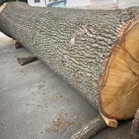 tronco 1° fusto rovere lungo 6 metri diametro 170