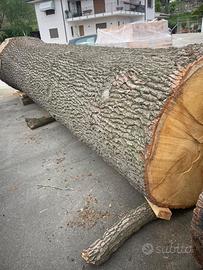 tronco 1° fusto rovere lungo 6 metri diametro 170